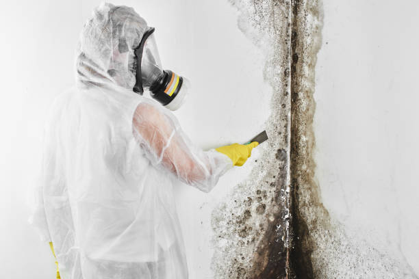 Best Crawl Space Mold Remediation in Brockton, MA
