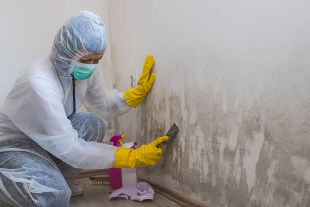 Best White Mold Remediation in Brockton, MA