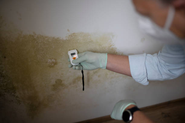 Best Emergency Mold Remediation in Brockton, MA