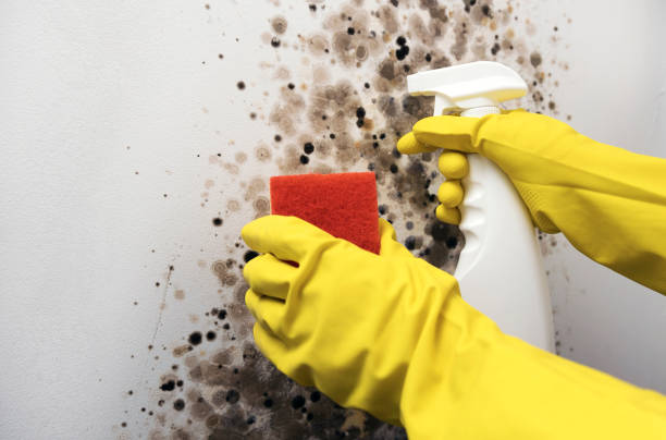 Professional Mold Remediation in Brockton, MA